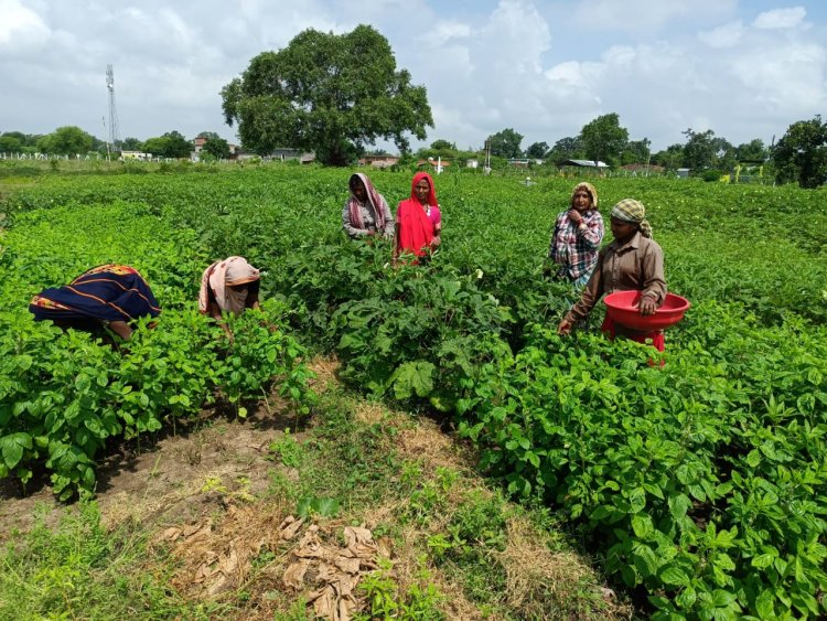 स्वसहायता समूह अमलडीहा की महिलाएं बढ़ रही है स्वावलंबन की ओर : सब्जी उत्पादन कर बढ़ा रही है अपनी आमदनी