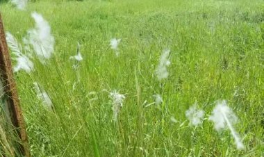 छत्तीसगढ़ से विदा हुआ मानसून, 16 से 19 अक्टूबर तक हो सकती है बूंदा-बांदी