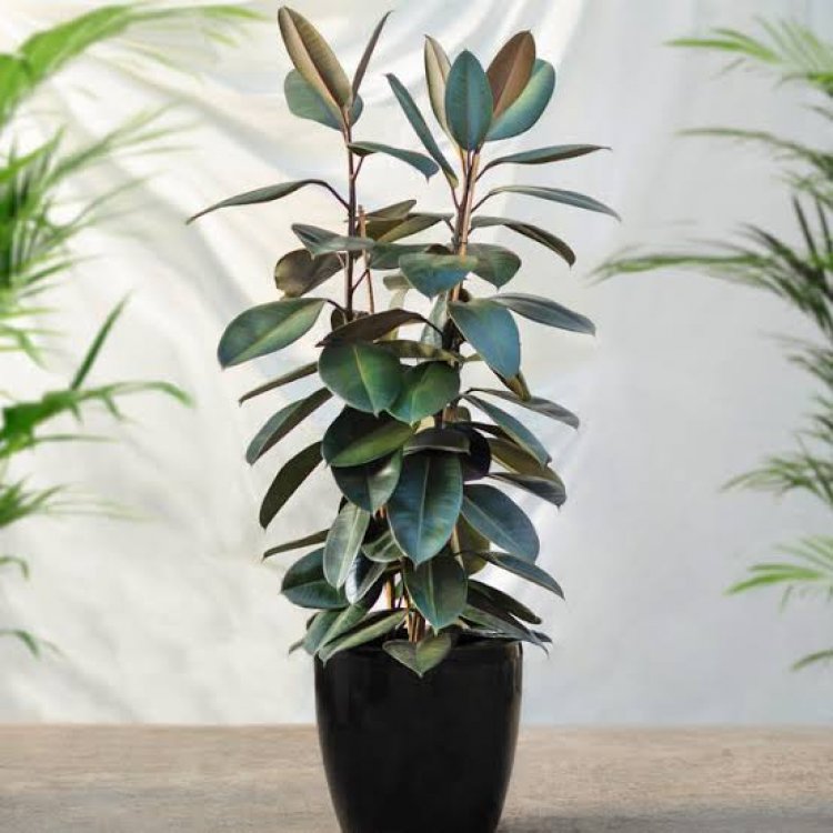 Lucky Plants: सुख-समृद्धि के साथ ही अस्थमा और एलर्जी जैसी बीमारियों से भी बचाता है ये चमत्कारी पौधा, खूब मिलेगी तरक्की!