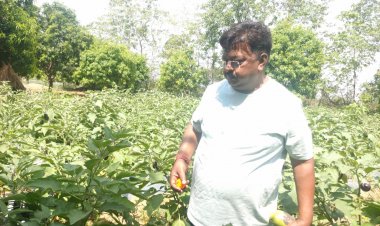 विधायक यू.डी. मिंज ने किसानों को आधुनिक खेती से जोड़ने खुद की 6 एकड़ जमीन में सब्जियों की खेती शुरू की