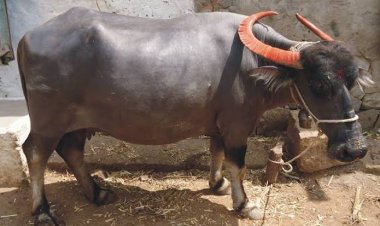 मालिक को बचाने के लिए भैंस ने दे दी अपनी जान, भैंस की इस वफादारी की चर्चा पूरे गांव में