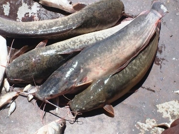 बड़ी खबर: छत्तीसगढ़ में एक्सोटिक मागूर एवं बिग हेड मछलियों के मत्स्य बीज उत्पादन, संवर्धन एवं पालन पर लगा प्रतिबंध
