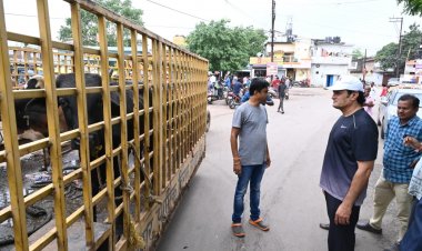 विधायक विकास उपाध्याय, निगम अमला के साथ मिलकर मवेशियों को पकड़ गौठान पहुंचाया  आम जनता की शिकायत मिलने पर विधायक ने की कार्रवाई  मवेशियों से परेशान जनता को मिलेगी राहत कार्रवाई निरंतर जारी रहेगी