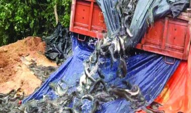 आंध्रप्रदेश से छत्तीसगढ़ आ रही लाखों रुपए के प्रतिबंधित थाई मांगुर ट्रक सहित जब्त