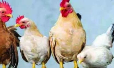 6 मुर्गों की हत्या, FIR दर्ज कर पुलिस ने पोस्टमॉर्टम के लिए भेजा