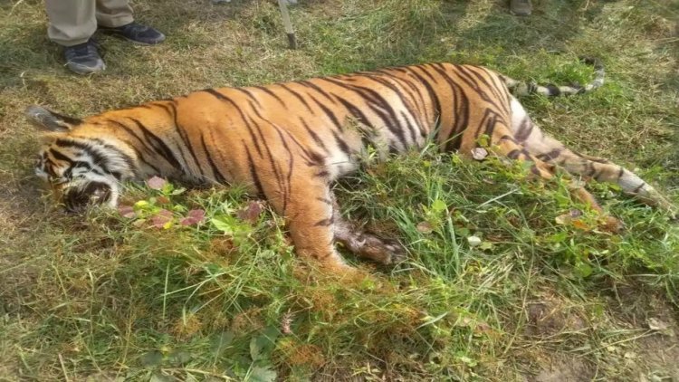 भालू मारने बिछाये करंट से हुई बाघ की मौत, 5 गिरफ्तार, वन कर्मी सस्पेंड