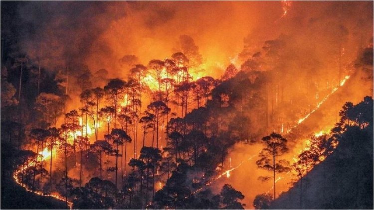 जंगलों में लगी भीषण आग से 64 लोगों की मौत, हजारों घर जलकर खाक
