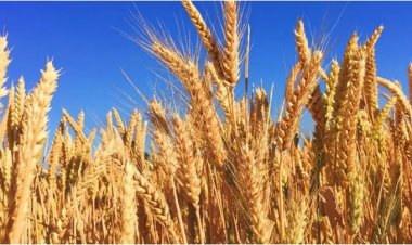 केंद्र का किसानों को तोहफा, 6 फसलों का न्यूनतम समर्थन मूल्य बढ़ाया