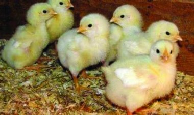 तांत्रिक के कहने पर निगल गया जिंदा चूजा, दम घुटने से युवक की मौत, नहीं हो रहा था बच्चा