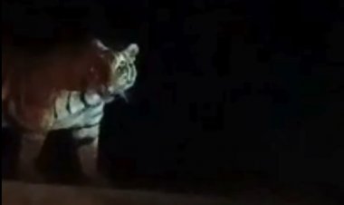 रिहायशी क्षेत्र में घूम रही बाघिन, वीडियो बनाने लोगों में होड़...