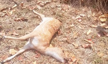 जंगल में दो चीतल की मौत