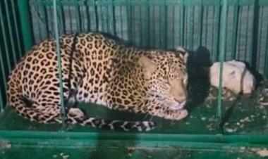 डोंगरगढ़ की सुदर्शन पहाड़ी में घूम रहा तेंदुआ पकड़ाया, वन विभाग ने जंगल में छोड़ा