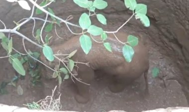 कुएं में गिरा हाथी शावक, रेस्क्यू में जुटा वन विभाग