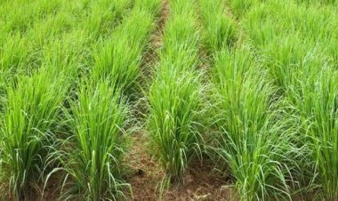 फसल बर्बाद करने खतरनाक जैविक रोगाणु तस्करी के आरोप में चीनी महिला गिरफ्तार