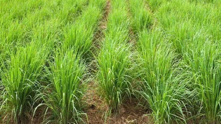 फसल बर्बाद करने खतरनाक जैविक रोगाणु तस्करी के आरोप में चीनी महिला गिरफ्तार