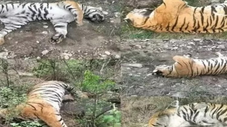 जहरीली गाय' ने ली 5 बाघों की जान, जांच में हुआ खुलासा...