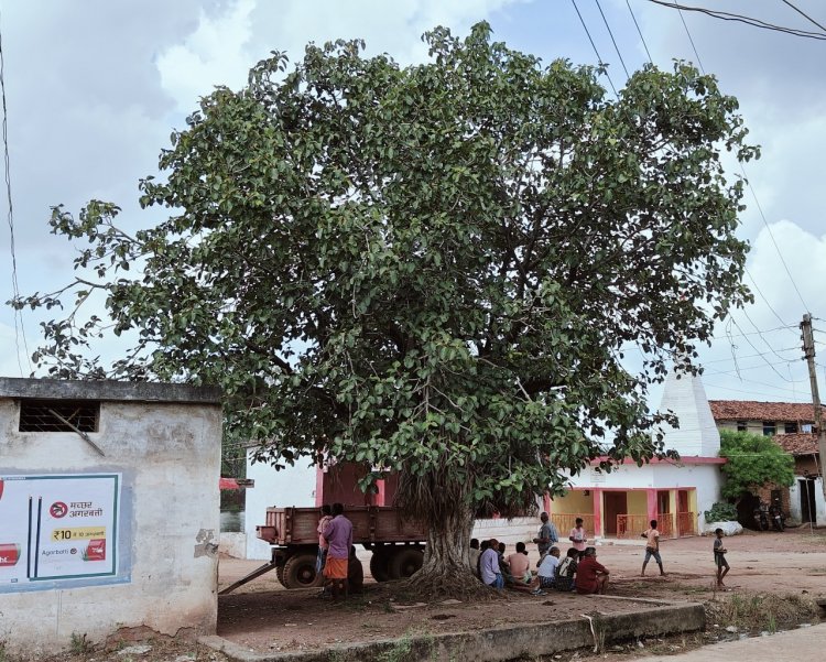स्वतंत्रता दिवस पर विशेष - छत्तीसगढ़ राज्य अंतर्गत ग्राम मोछ, जहॉ देश की आजादी की खुशी में लगाए गए “वट वृक्ष”