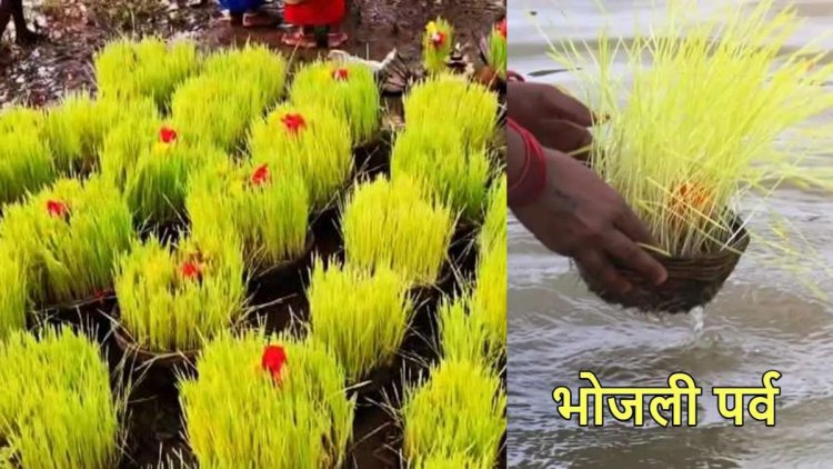 छत्तीसगढ़ राज्य की अनोखी परंपरा है-भोजली, अच्छी फसल से लेकर दोस्ती तक का प्रतीक: भोजली तिहार