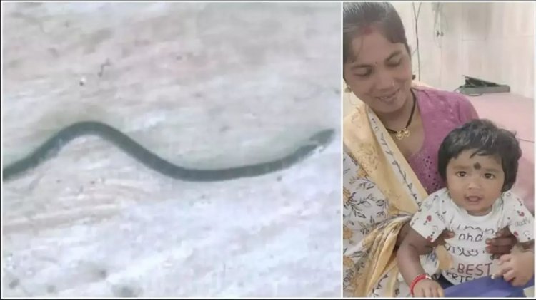 9 महीने की बच्ची ने जहरीले करैत को काटा, कुछ ही मिनटों में तोड़ा दम...