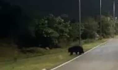 बागबाहरा रोड में भालू टहलता दिखा