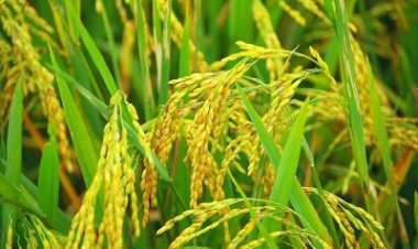 बारिश ने बढ़ाई किसानों की मुश्किलें