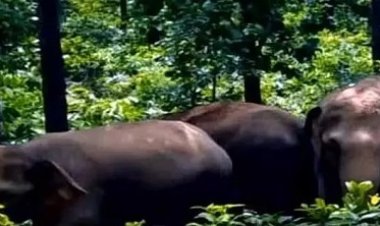 पति-पत्नी को हाथियों ने रौंदा, खेत में मिली दो की लाश