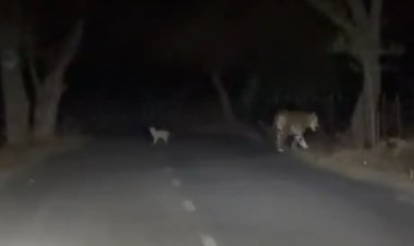 अमरकंटक-जलेश्वर वन क्षेत्र में बाघिन शावक संग कैमरे में कैद, पर्यटक हुए रोमांचित