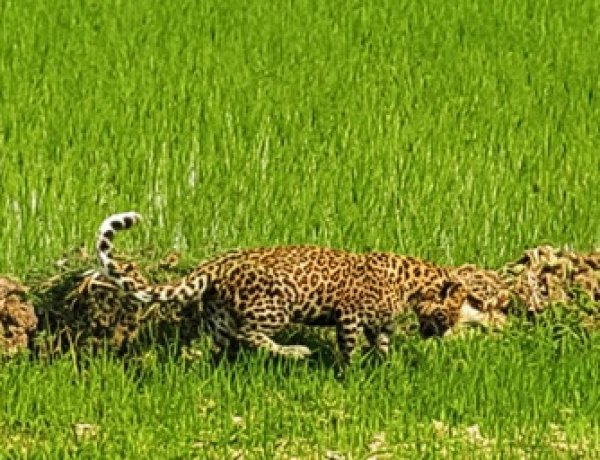 रायपुर : मां से बिछड़कर खेत में पहुंचा चार माह का तेंदुए का शावक