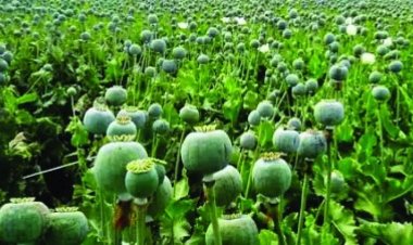 दुर्ग में चोरी-छिपे अफीम की खेती का भंडाफोड़, डेढ़ एकड़ फसल जब्त, एक संदिग्ध हिरासत में