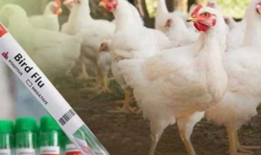 इस जिले में बर्ड फ्लू अलर्ट: मुर्गी-अंडे की बिक्री पर रोक, प्रशासन ने बनाए कंट्रोल जोन