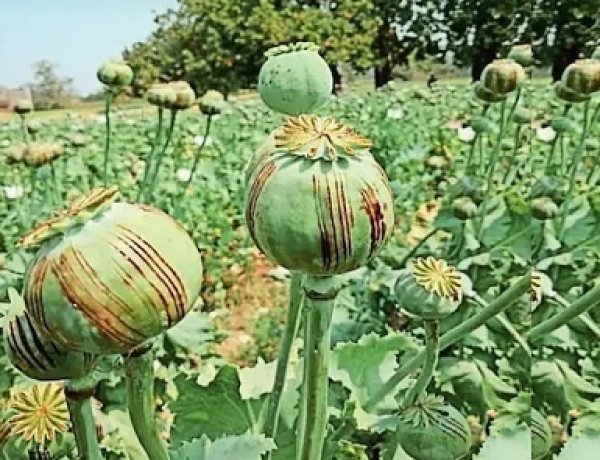15 दिन में चौथा मामला, प्रदेश में बढ़ रही अफीम खेती चिंता