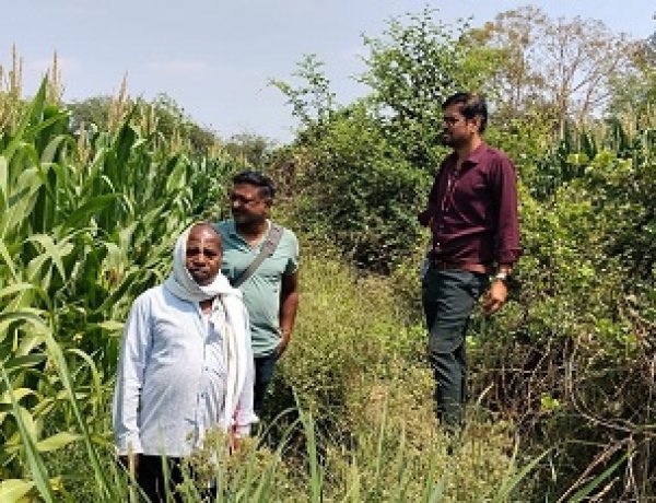 अवैध अफीम खेती पर प्रशासन सख्त