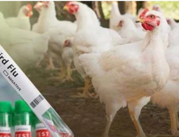 इस जिले में बर्ड फ्लू अलर्ट: मुर्गी-अंडे की बिक्री पर रोक, प्रशासन ने बनाए कंट्रोल जोन