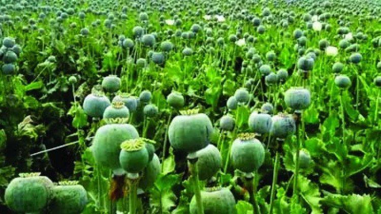 दुर्ग में चोरी-छिपे अफीम की खेती का भंडाफोड़, डेढ़ एकड़ फसल जब्त, एक संदिग्ध हिरासत में