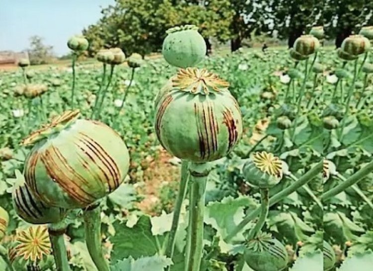 15 दिन में चौथा मामला, प्रदेश में बढ़ रही अफीम खेती चिंता