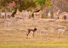 बारनवापारा का रामपुर ग्रासलैंड फिर हुआ काले हिरणों से आबाद