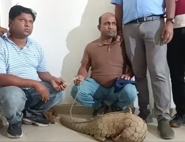पैंगोलिन बेचने 2 तस्कर पहुंचे रायपुर, वन विभाग की टीम ने पकड़ा