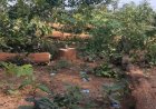 NH-30 चौड़ीकरण में बड़ा घोटाला: स्वीकृत क्षेत्र छोड़ दूसरे भूभाग में काट दिए हजारों पेड़