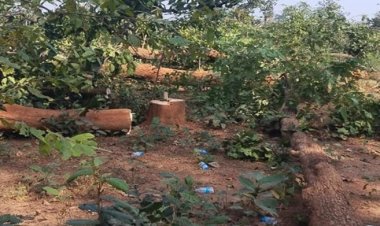 NH-30 चौड़ीकरण में बड़ा घोटाला: स्वीकृत क्षेत्र छोड़ दूसरे भूभाग में काट दिए हजारों पेड़