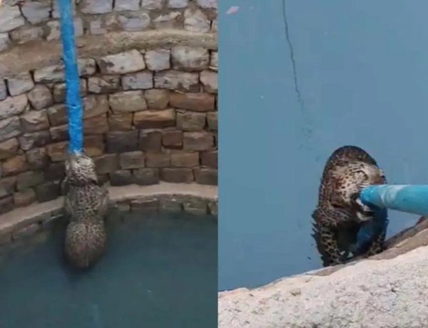 कुएं से निकला तेंदुआ, गांव में मची भगदड़: रेस्क्यू के दौरान भागा, तालाब में कूदे ग्रामीण