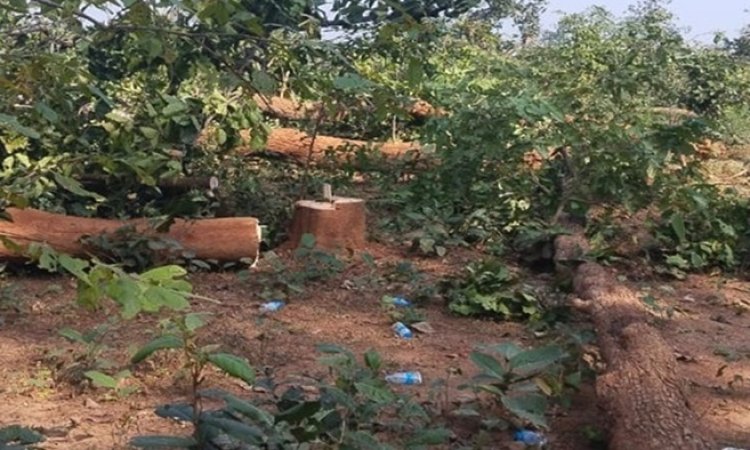 NH-30 चौड़ीकरण में बड़ा घोटाला: स्वीकृत क्षेत्र छोड़ दूसरे भूभाग में काट दिए हजारों पेड़