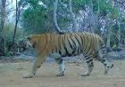 कैमरा ट्रैप में लगातार कैद हो रही बाघिन, संरक्षण प्रयासों को मिली बड़ी सफलता