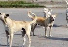 कोरबा में आवारा कुत्तों का आतंक, हमले में मासूम की मौत; निगम ने पकड़े 15 कुत्ते