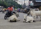 निराश्रित मवेशियों के लिए राज्यभर में स्थापित होंगे 1460 गौधाम
