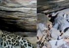 बस्तर में 48 घंटे का मिशन रीयूनाइट सफल, तेंदुआ शावकों को मिला मां का साथ